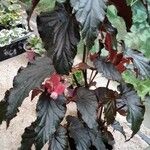 Begonia aconitifolia叶