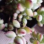 Cotyledon pendens Yaprak