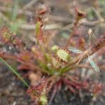 Drosera intermedia Lapas