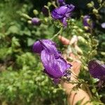 Aconitum napellus花