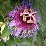 Passiflora cincinnata Flower