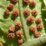 Dryopteris cycadina फल