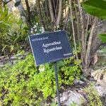 Ageratina ligustrina Otro