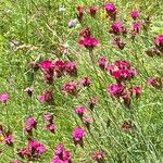 Dianthus carthusianorum 花