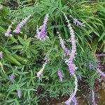 Salvia leucantha 花