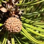 Pinus heldreichii অন্যান্য