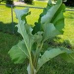 Verbascum thapsusFolha