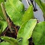 Lysichiton americanus Leaf