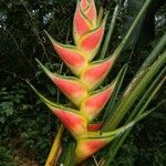 Heliconia wagneriana Flor