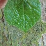 Tilia x europaea Blad