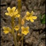 Orobanche fasciculata Hábito