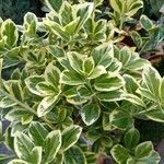 Euonymus fortuneiList