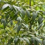 Agathis robusta برگ