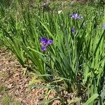 Iris giganticaerulea Blad