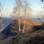 Betula pubescens Hábito