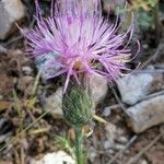 Klasea pinnatifida Flower