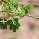 Senna obtusifolia Blad