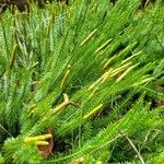 Lycopodium annotinum Yaprak