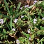 Myosotis sicula 整株植物