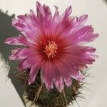 Thelocactus bicolor Floare