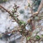 Atriplex hortensis Gyümölcs