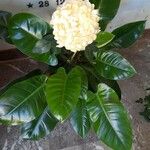 Philodendron erubescens Blomst