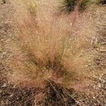 Muhlenbergia capillaris 葉