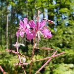 Chamerion angustifolium പുഷ്പം