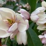 Magnolia figo Květ