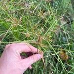 Cyperus polystachyos Flower