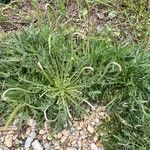 Plantago coronopusЛіст