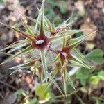 Trifolium stellatum Fruit
