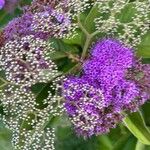 Callicarpa pedunculata Flor