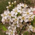 Prunus mahaleb Floare