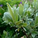 Salix glauca Yaprak