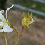 Saxifraga fragilis ফল