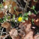 Ononis pusilla Flor