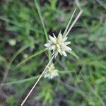 Cyperus niveus Λουλούδι