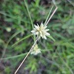 Cyperus niveus Çiçek