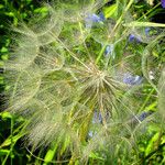 Tragopogon dubius Fruto