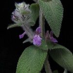 Stachys rigida Hábito