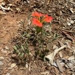 Crossandra massaica Hoja