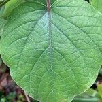 Clerodendrum buchananii برگ