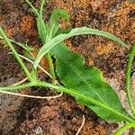 Wahlenbergia lobelioides Leaf