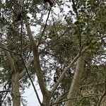 Azara microphylla Hábito