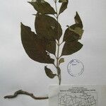 Rauvolfia serpentina その他の提案