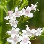 Valeriana pyrenaica Flower