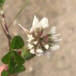 Trifolium nigrescens Blodyn