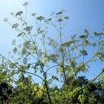 Conium maculatum Blomma