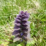 Ajuga pyramidalis Feuille